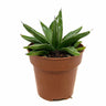 Agave Victoriae Reginae Cactus Y Suculentas