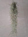 Tillandsia Usneoides 50 Cm Clavel Aire Barba Viejo