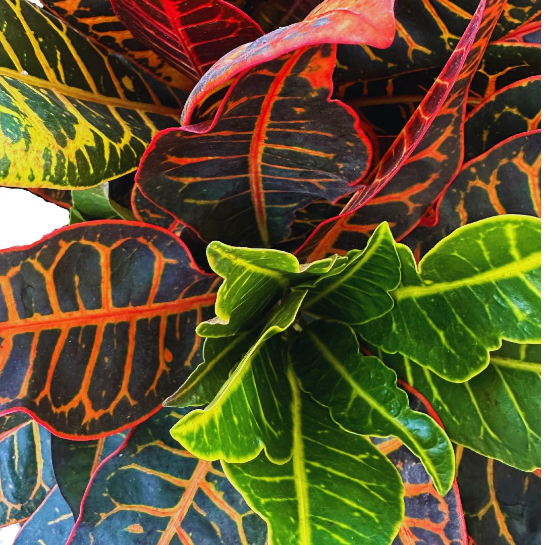 Croton Petra Planta De Interior (codiaeum Variegatum 'petra')