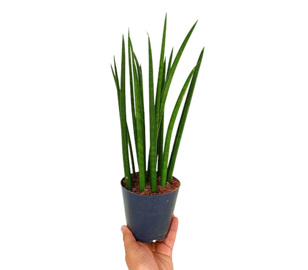 Sansevieria Cilindrica M12 (lengua De Suegra)