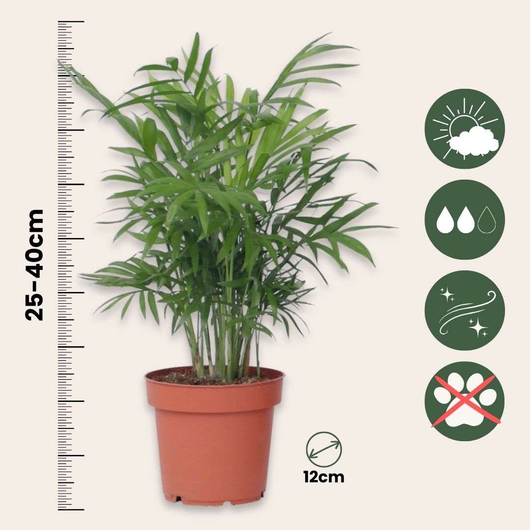 Plantas Faciles - 4 Pzs - Altura 25-40cm - ⌀12cm