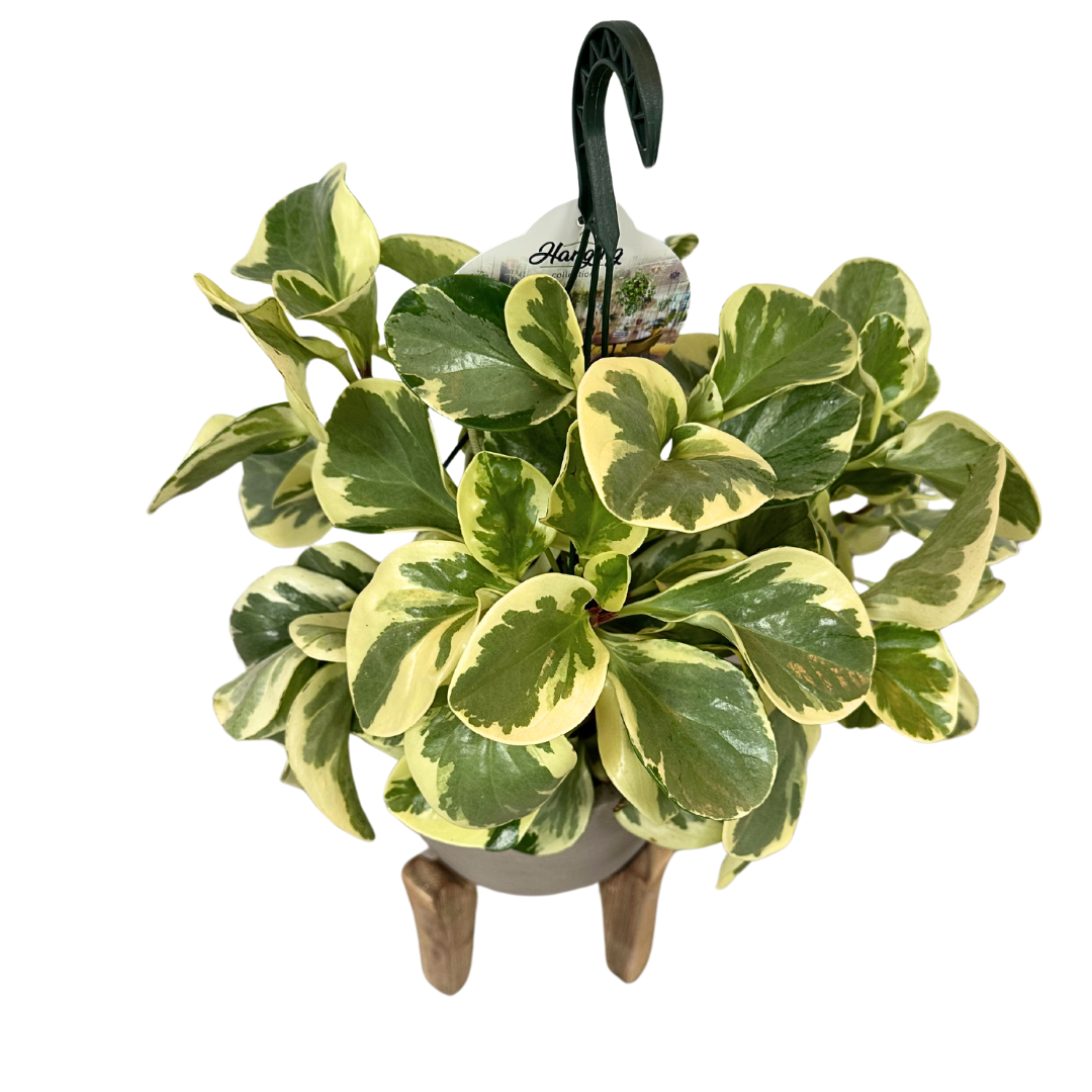 Peperomia Obtusifolia M15 Colores Variados