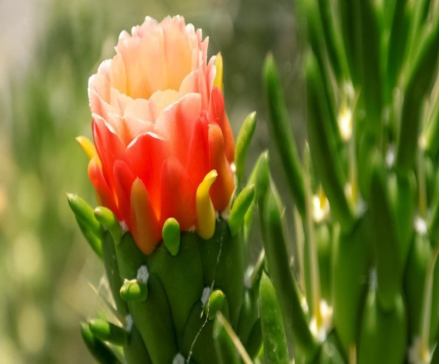 Pack 3 Cactus Alfiler de Eva, Maceta de 17 Cm._3