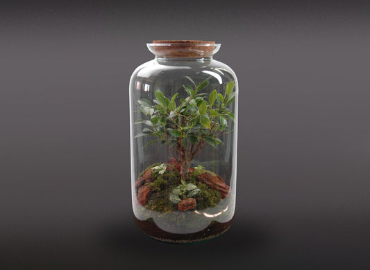 Nanogarden Terrario Retusa Mountain 41x25cm