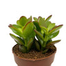 Crassula Ovata Cactus Y Suculentas