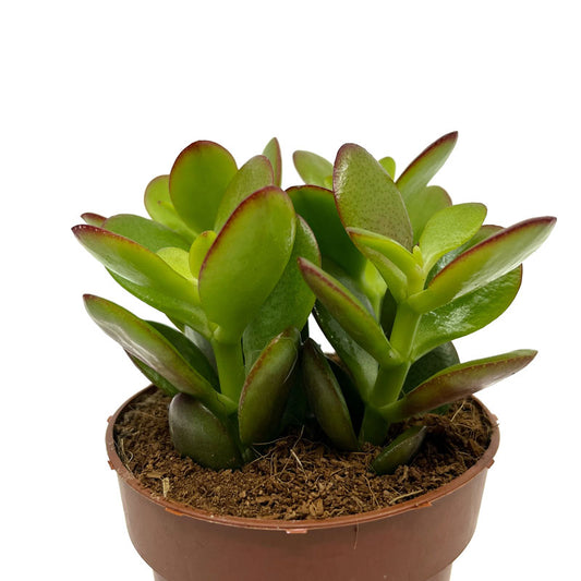 Crassula Ovata Cactus Y Suculentas