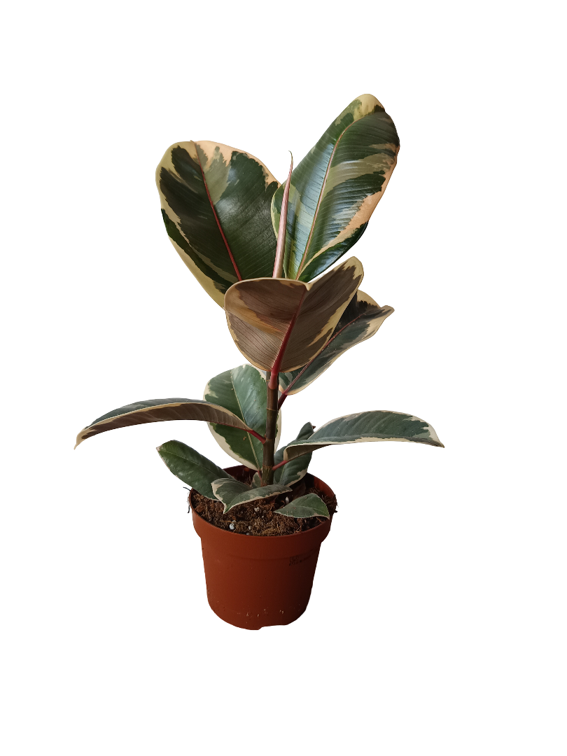 Ficus Elastica Tineke Planta Natural De Interior Ø12