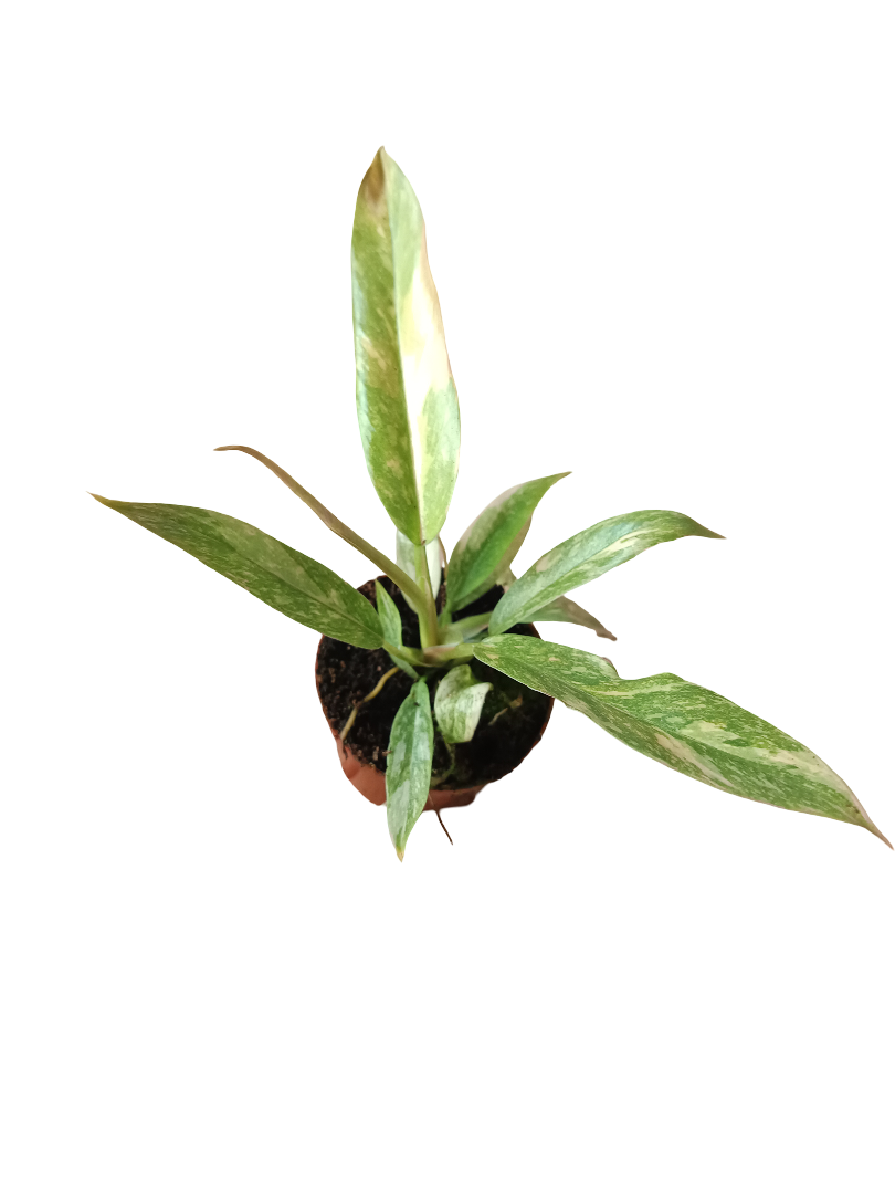 Philodendron PRINCESS MIX MINI Planta de interior Ø6