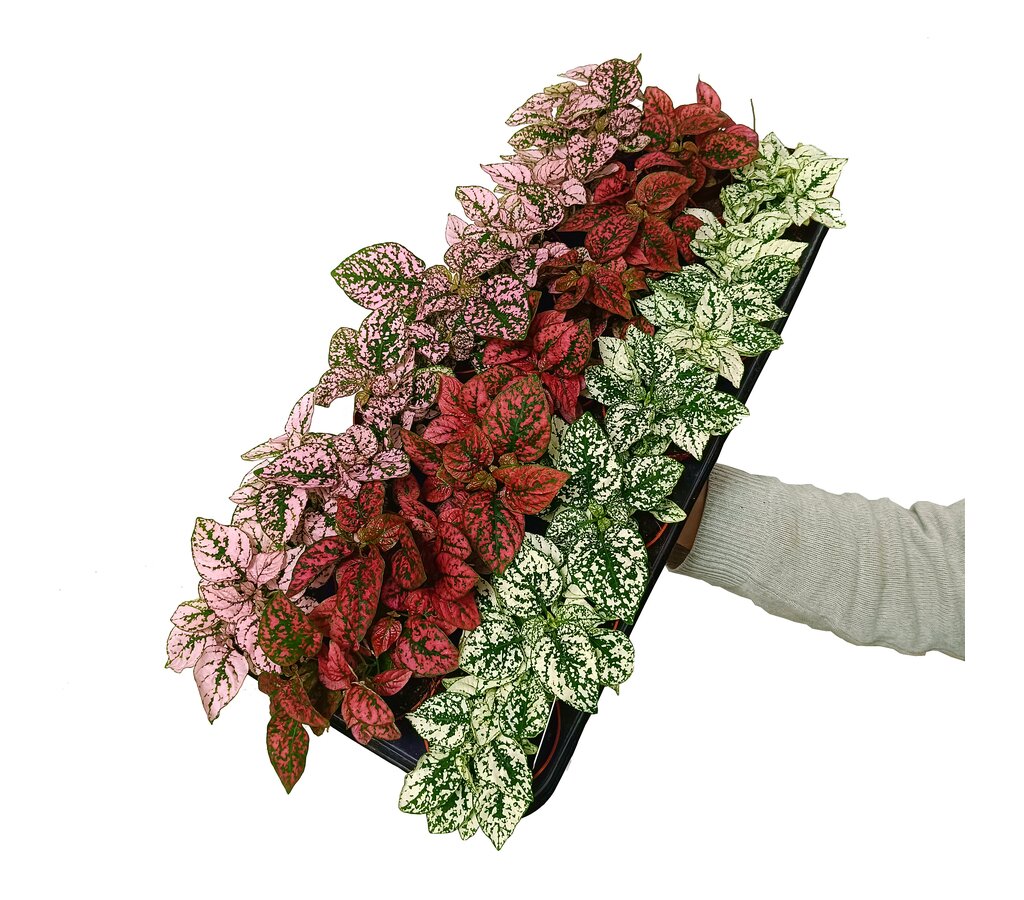 Hypoestes Phyllostachya M8