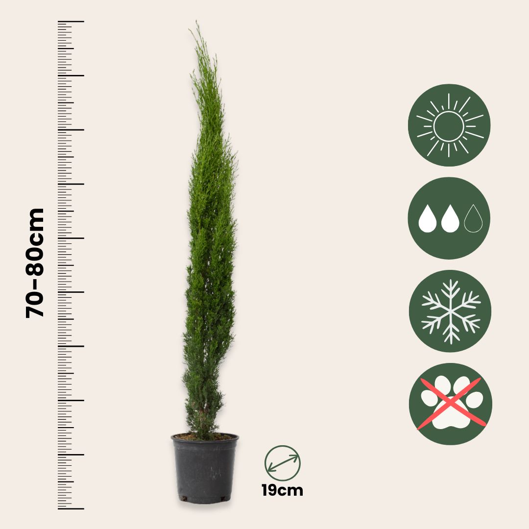 Ciprés - Arbol De Los Cementerios - Cupressus Sempervirens - A70-80cm - ⌀19cm