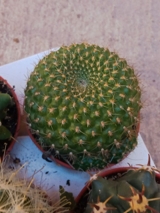 Rebutia Sp Planta Cactus Ø5 Cm