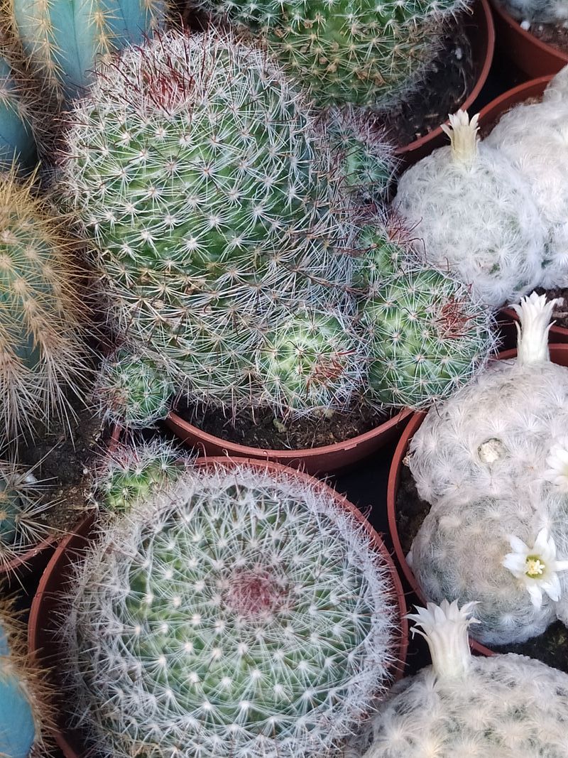 Suculentas Y Cactus Variedad #18 Planta Sin Id