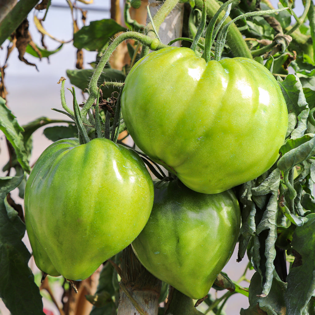 Plantón Tomate Cor De Bou 6 Unidades - Plantabo_2