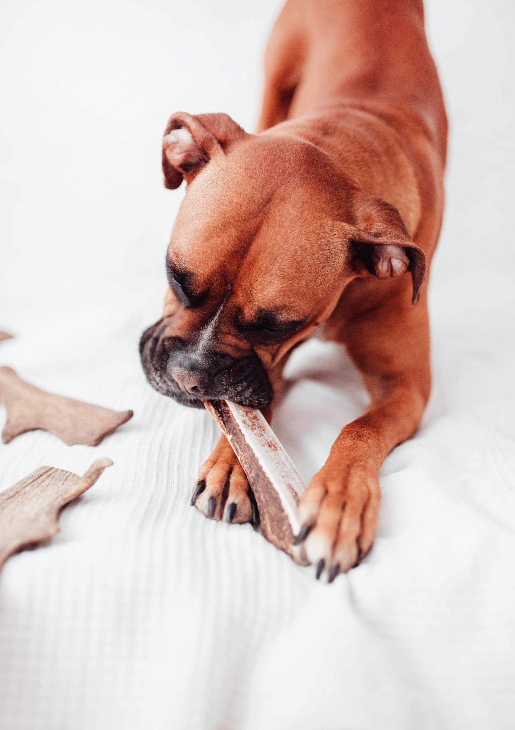 Bimorbox Perros Senior Pequeños – Pack Ahorro Con Pelota, Mordedor De Asta De Ciervo Y Snacks Sin Aditivos