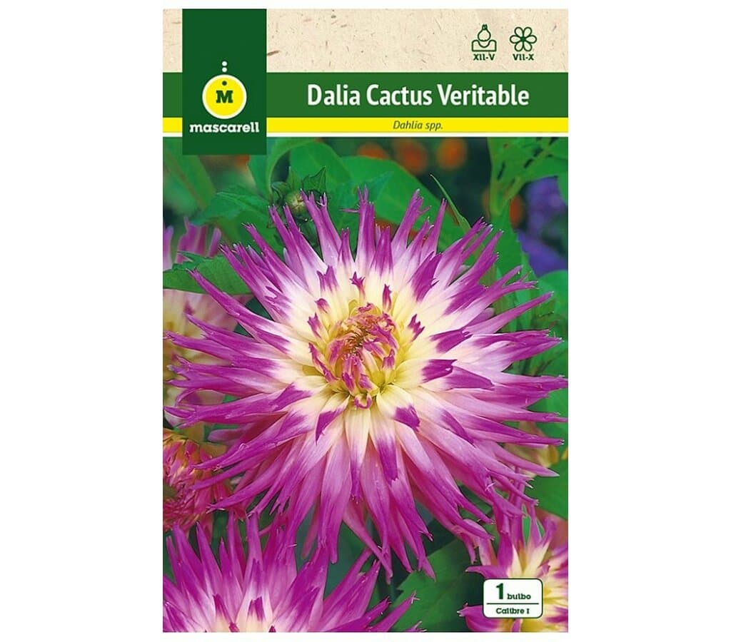 Bulbo Dalia Cactus Veritable_0