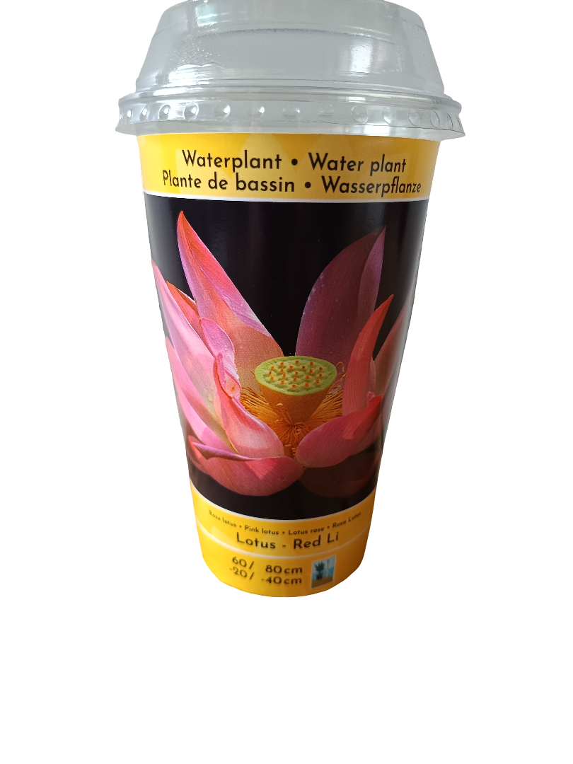 Loto Variedad Red Li Planta Acuatica Semilla Para Plantar