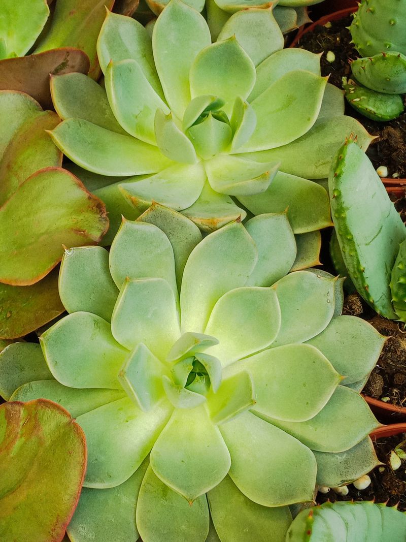 Suculentas Y Cactus Variedad #15 Planta Sin Id