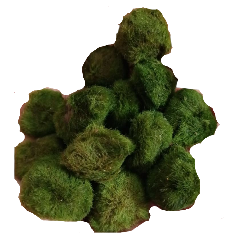 Lote 10 Bolas Marimo Moss Cladophora 2-3 Cm