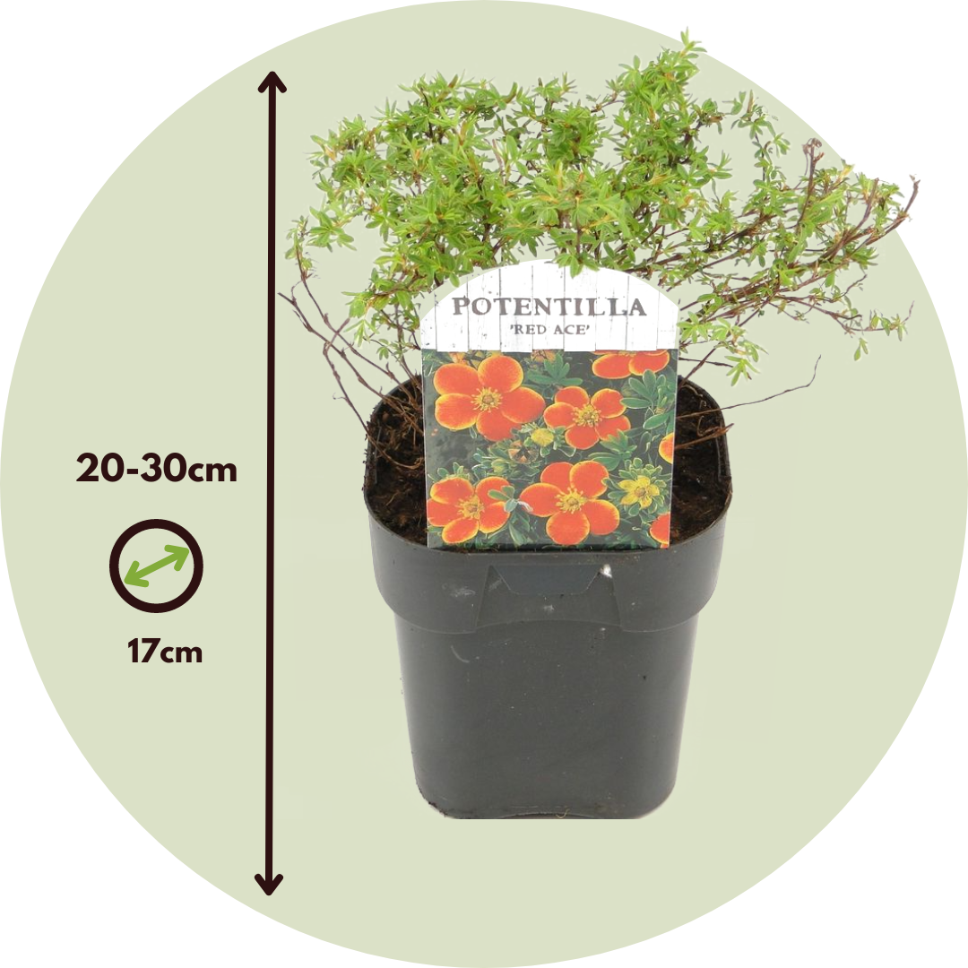 Cincoenrama - 2 Pzs - Potentilla Fruticosa 'red Ace' - Altura 20-30cm - ⌀17cm_2
