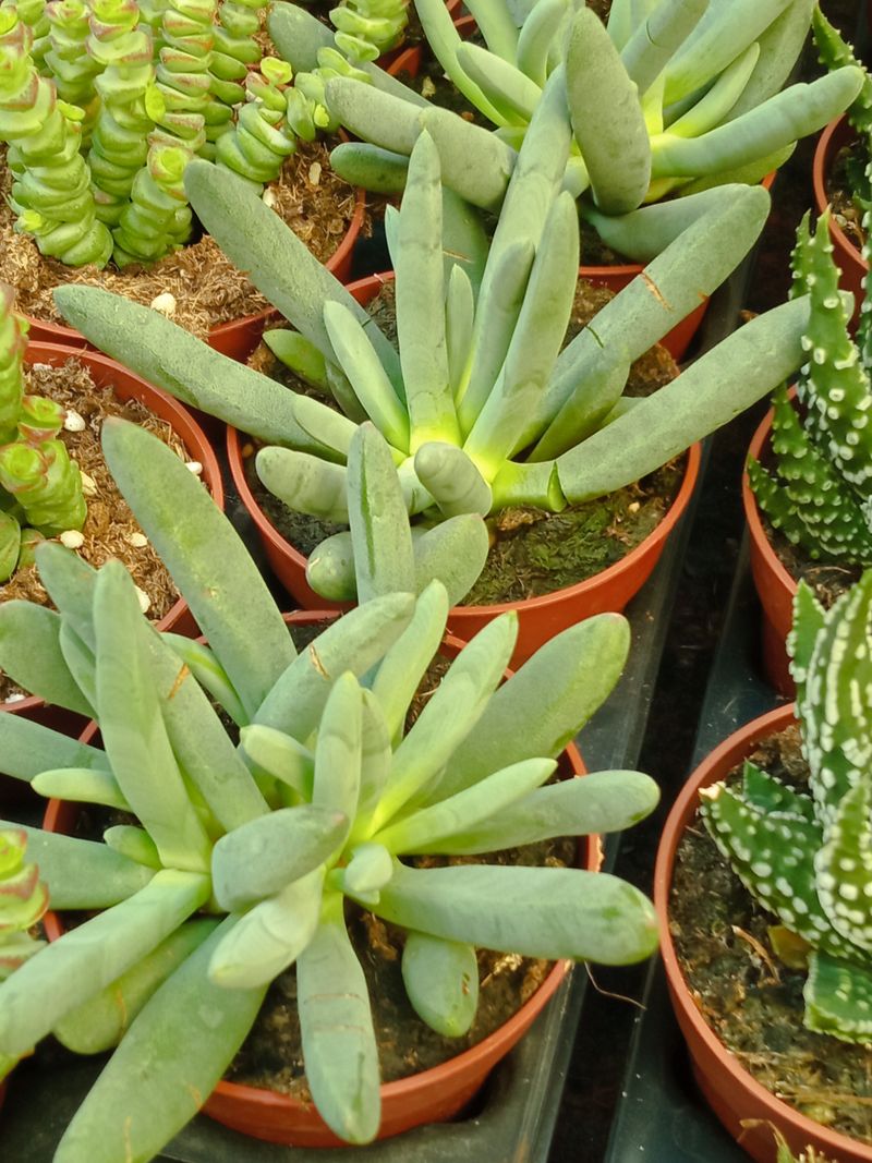 Cylindrophyllum Comptonii Planta Suculenta 8 Cm