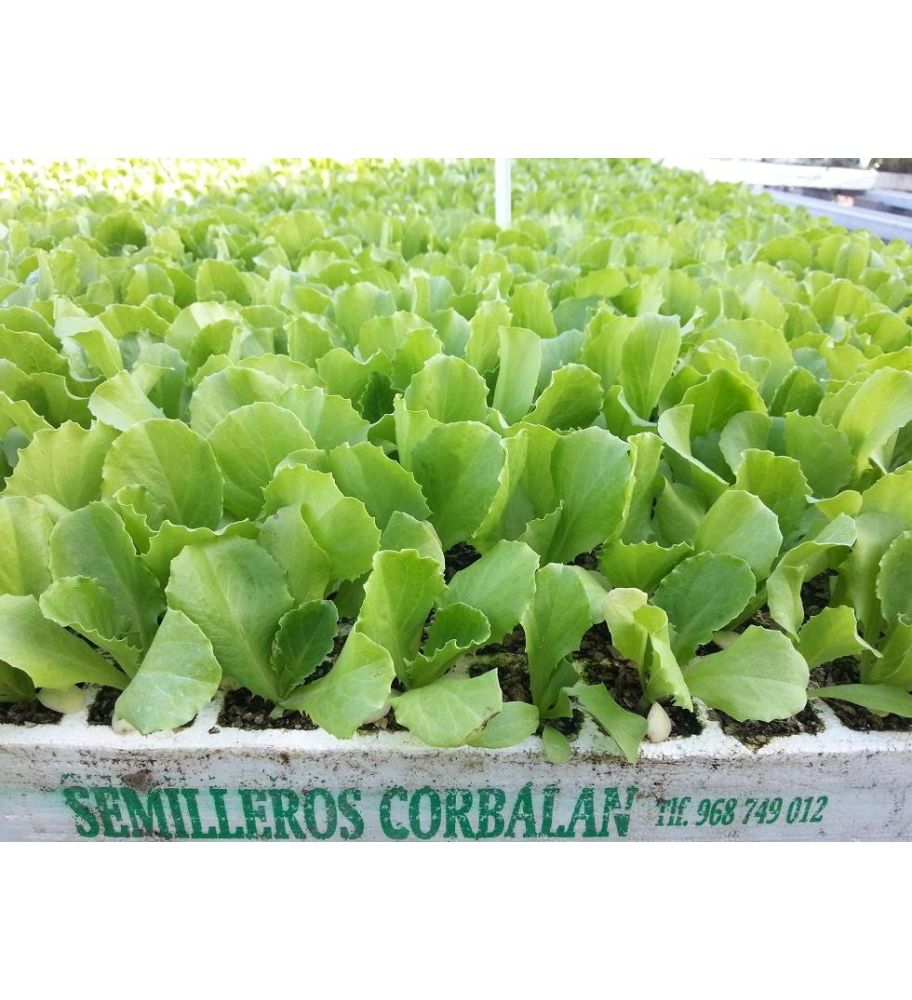 Plantón Lechuga Iceberg (10 Unidades)_1