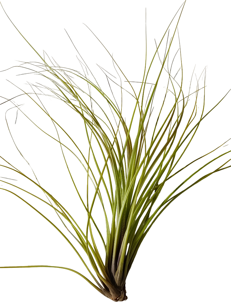 Tillandsia Festucoides Clavel Del Aire Planta Natural_0