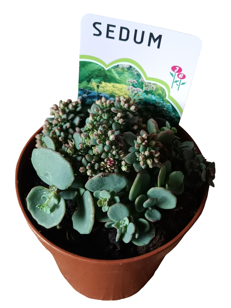 Sedum Sieboldii Planta Suculenta Ø12_0