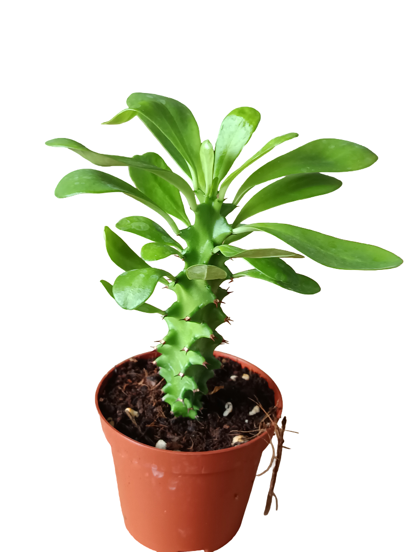 Euphorbia neriifolia Planta suculenta arborea Ø8