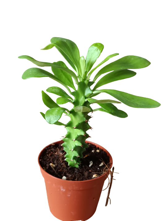 Euphorbia neriifolia Planta suculenta arborea Ø8