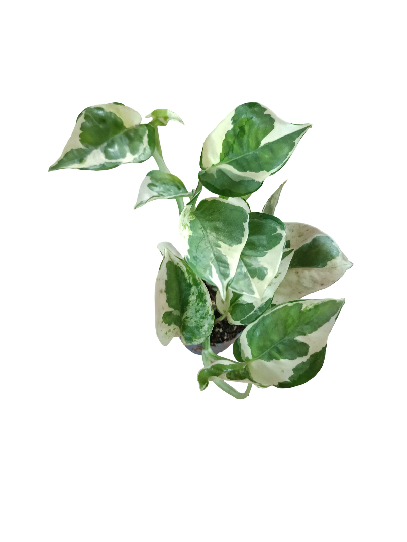 Potho njoy planta de interior colgante Ø5 cm