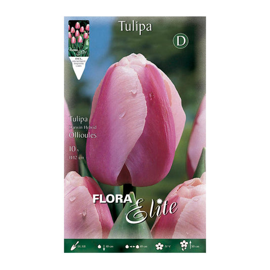 Bulbos Tulipán Darwin borde blanco 10 uds