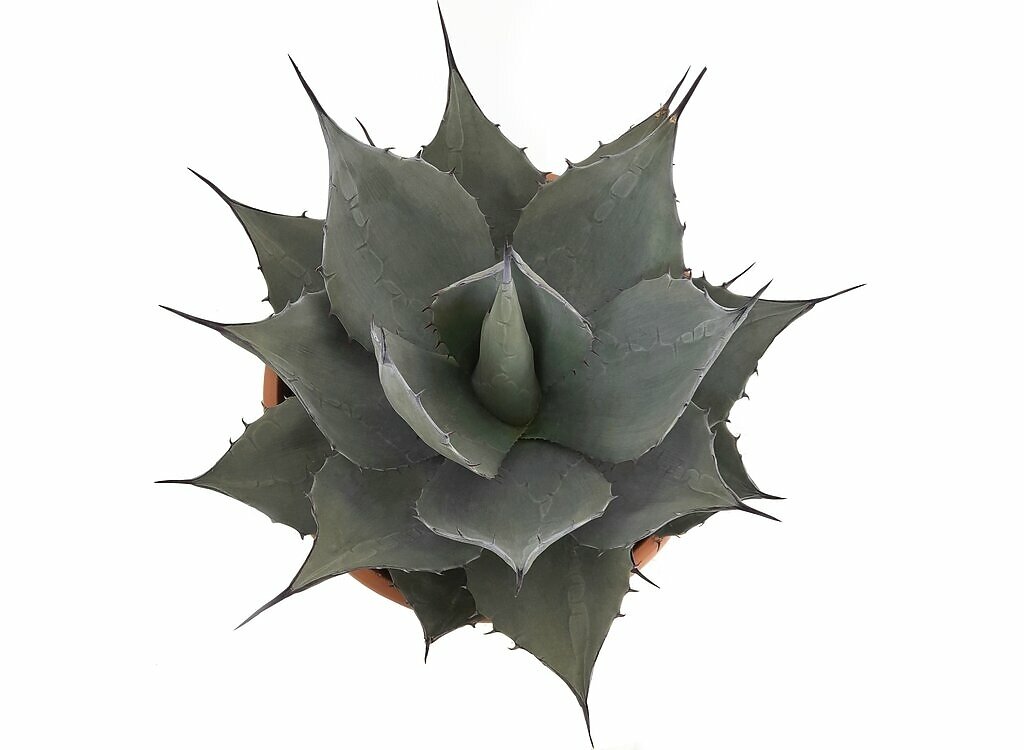 Agave Havardiana M30 40cm_1