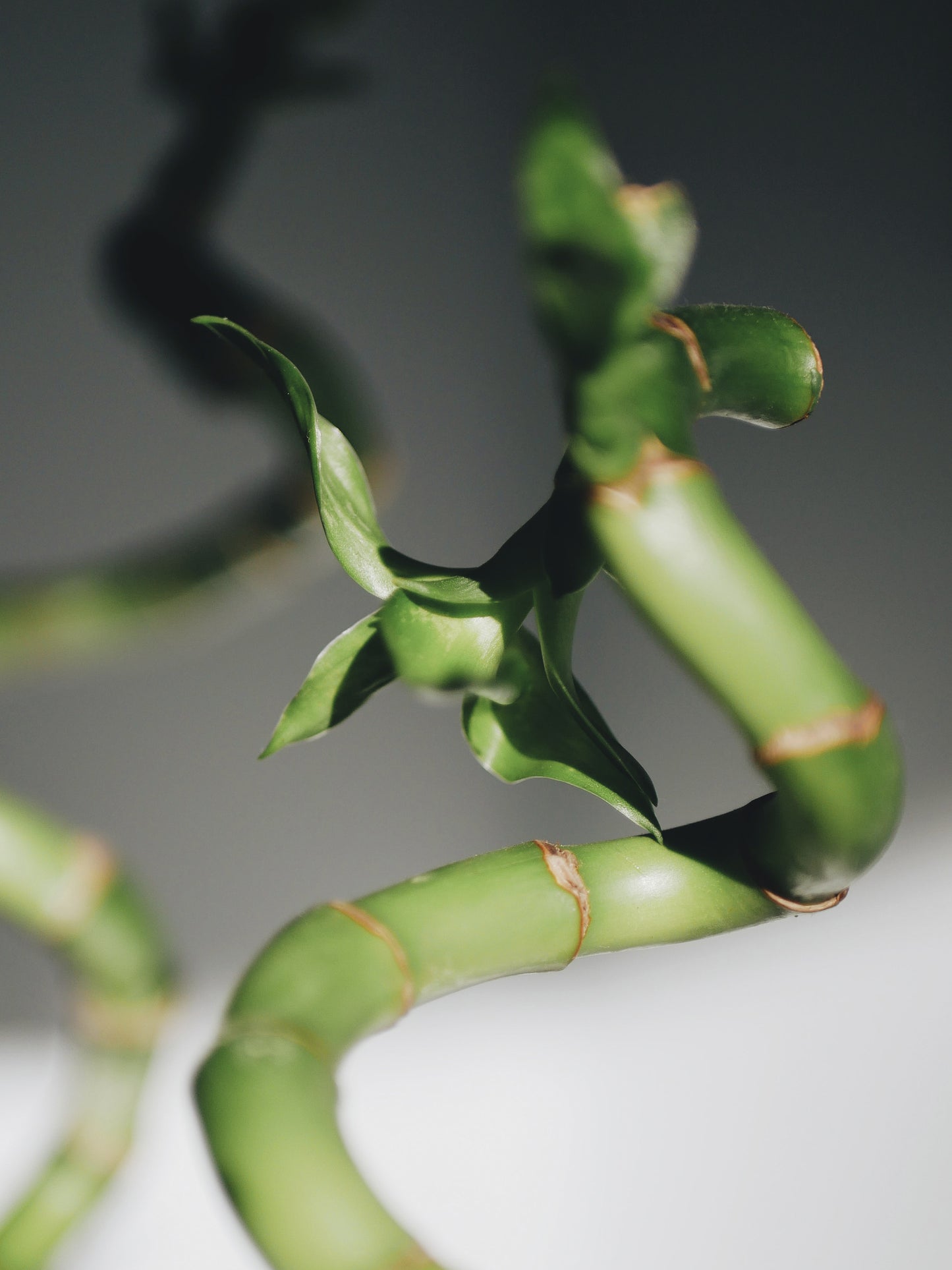 Bamboo Lucky Espiral | Altura 60cm