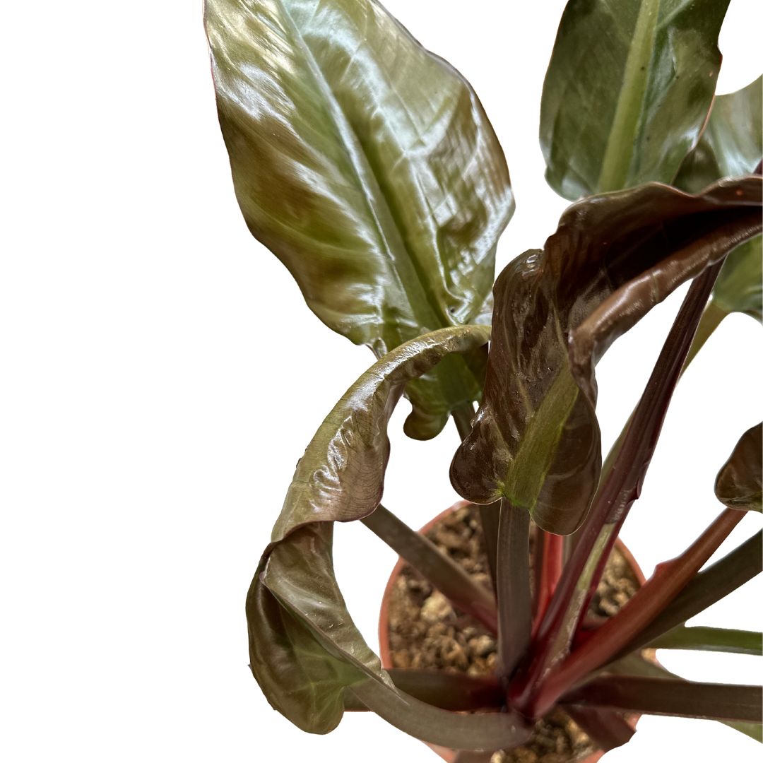Philodendron Imperial Red M17 Maceta 17cm_1