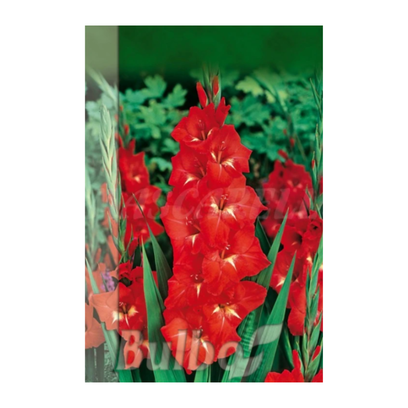 Bulbo Gladiolo Traderhon_0