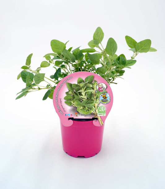 Orégano En Maceta 10,5 Cm. Natural - Fitoralia