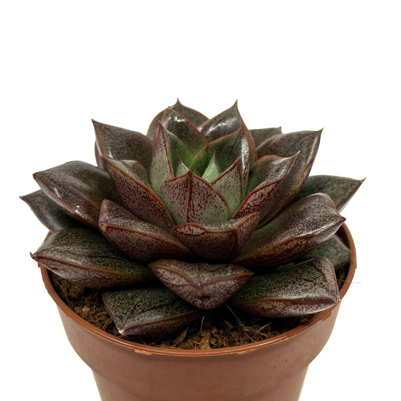 Echeveria Dionysos Cactus Y Suculentas M8,5 Ø