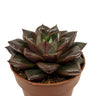 Echeveria Dionysos Cactus Y Suculentas M8,5 Ø