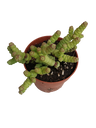 Crassula Marnieriana Planta Suculenta 8 Cms