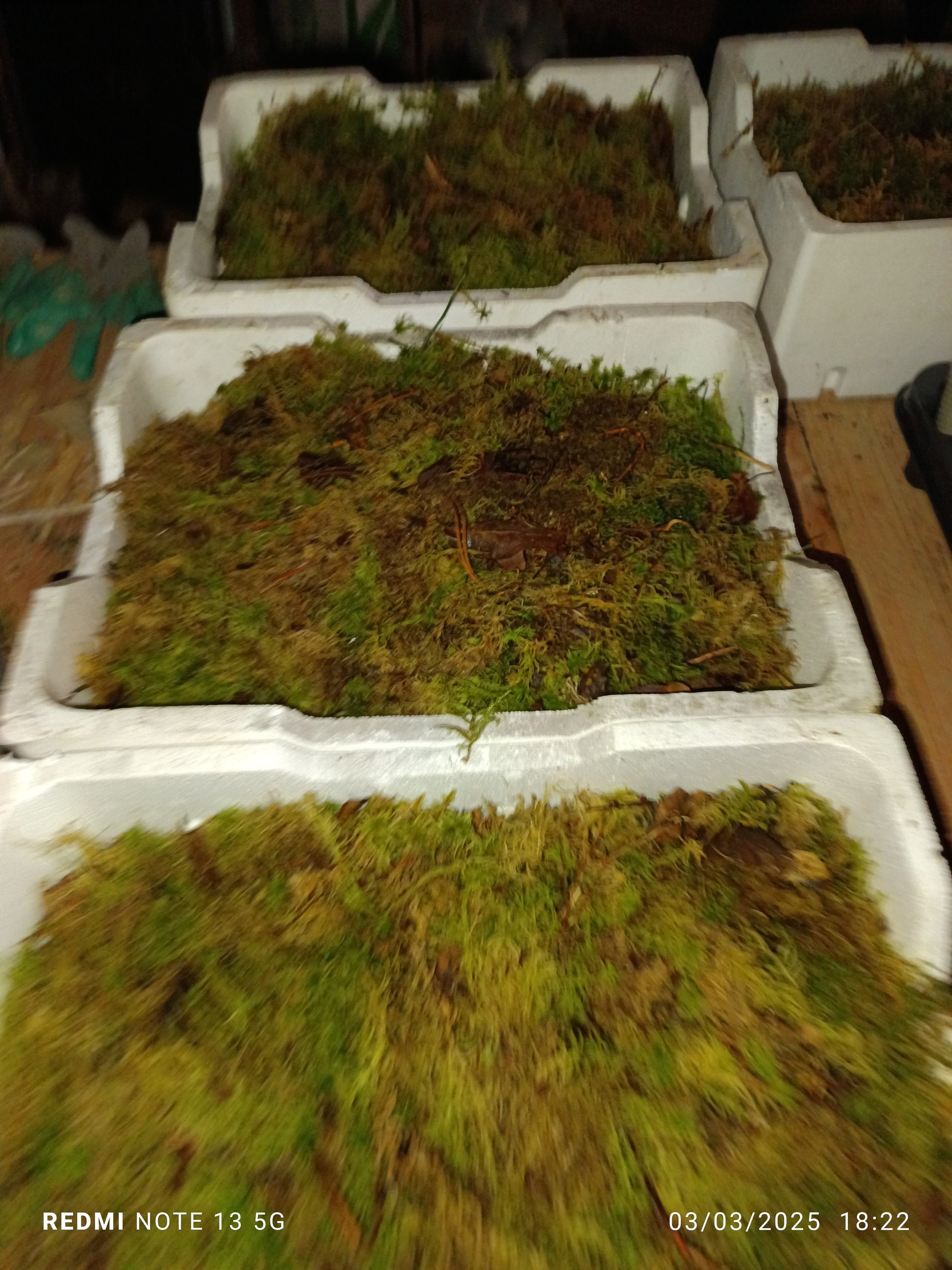 2 Cajas Sphagnum Musgo Terrario Sfagnum Carnivoras