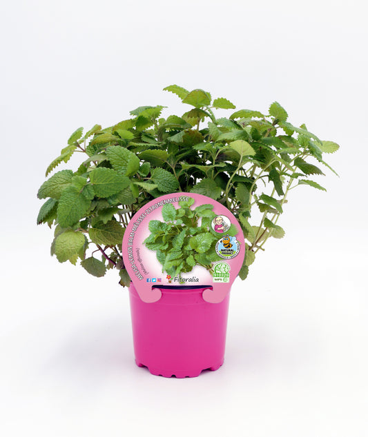 Melisa En Maceta  10,5 Cm. Natural - Fitoralia