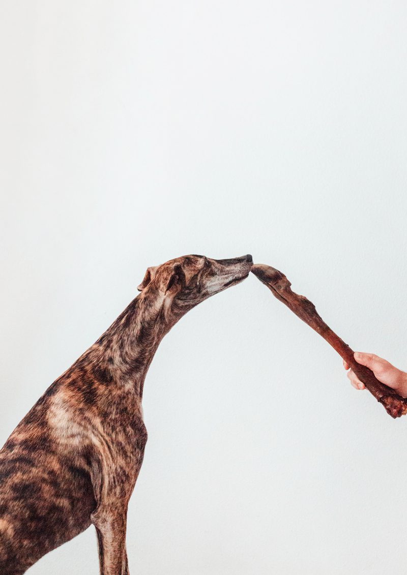 Bimorbox Gold Ocean · Pack Snacks Y Productos Marítimos Para Perros.