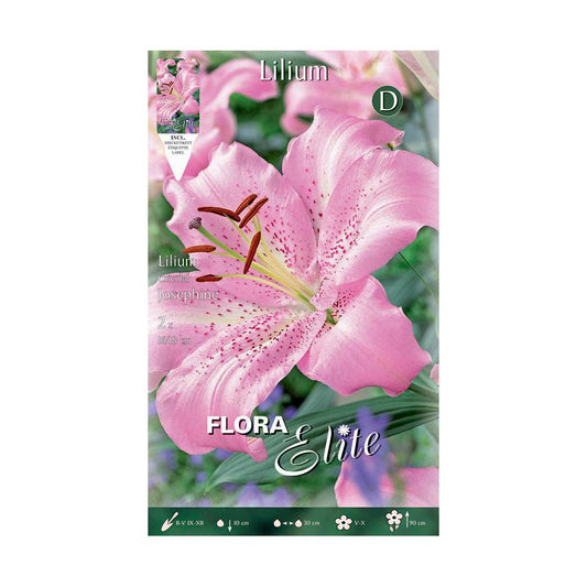 Bulbos Lilium oriental rosa 2 uds
