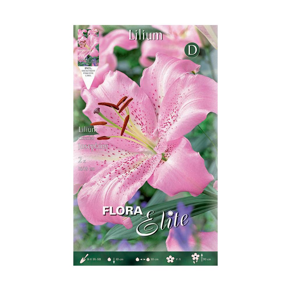 Bulbos Lilium oriental rosa 2 uds
