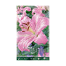 Bulbos Lilium oriental rosa 2 uds
