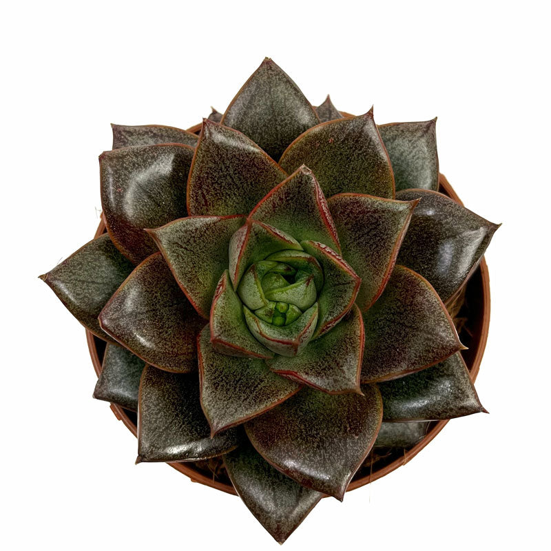 Echeveria Dionysos Cactus Y Suculentas M8,5 Ø