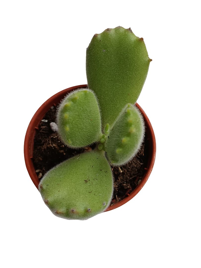 Planta Cotyledon Garra Oso Suculenta