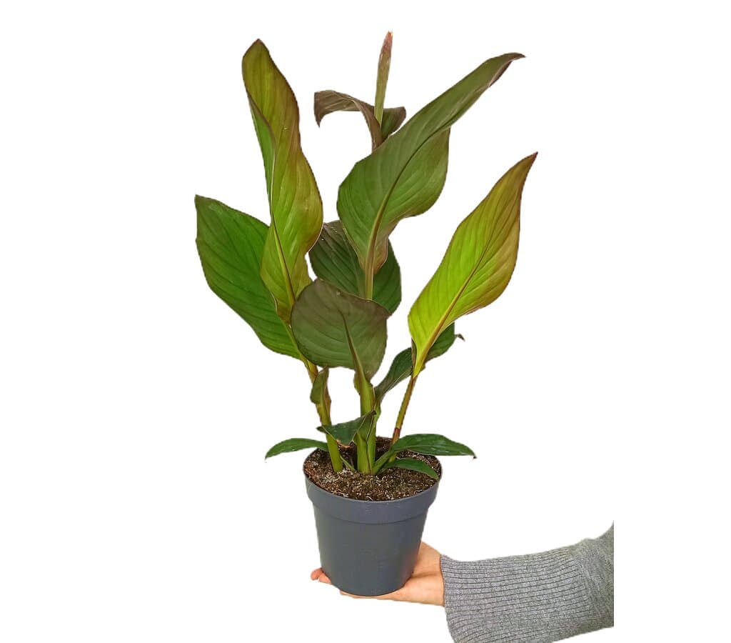 Canna Cannova M17 50cm_0