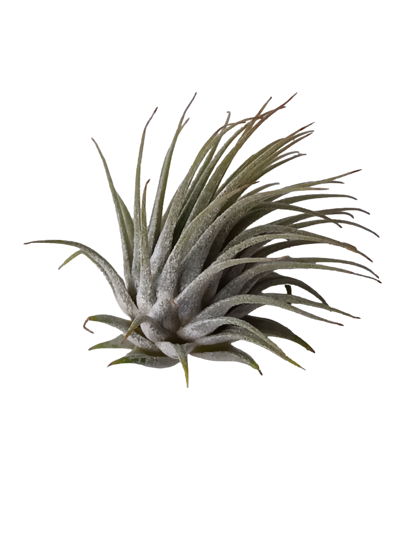 Tillandsia Ionantha Planta De Interior Clavel Del Aire S