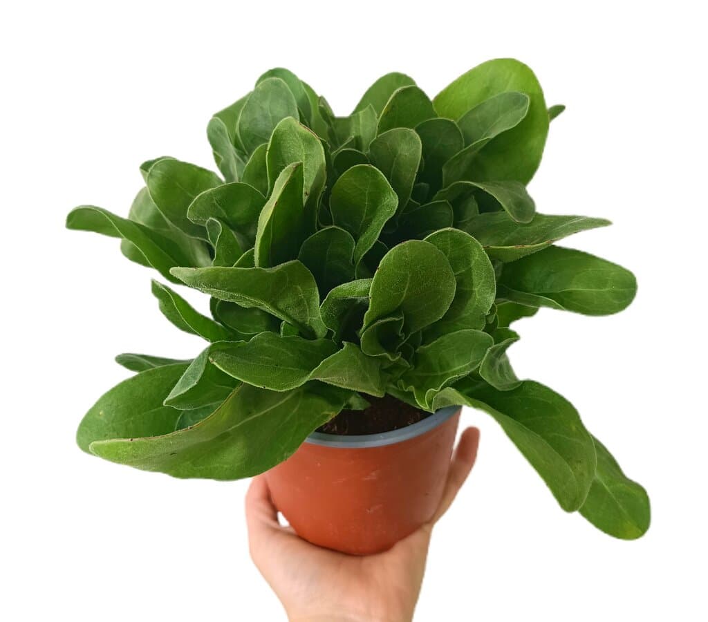 Calendula M13_0